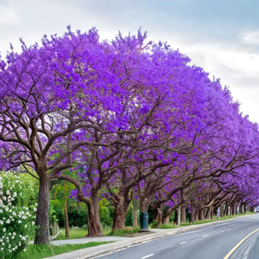 Jacaranda Mimosifolia – 3 Live Unrooted Tree Cuttings | 6 Inches Long | Purple Flowering Tree | Fast Growing Ornamental