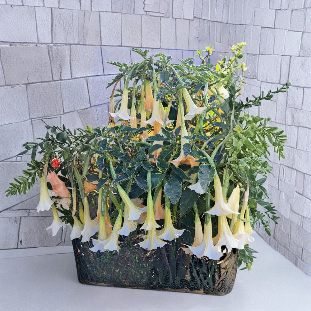 Brugmansia 'Mayan Magic' Live Plant – Variegated Angel's Trumpet | 3.5 to 4 Inch Nursery Pot | Rooted Cutting | Tropical Flowering Plant