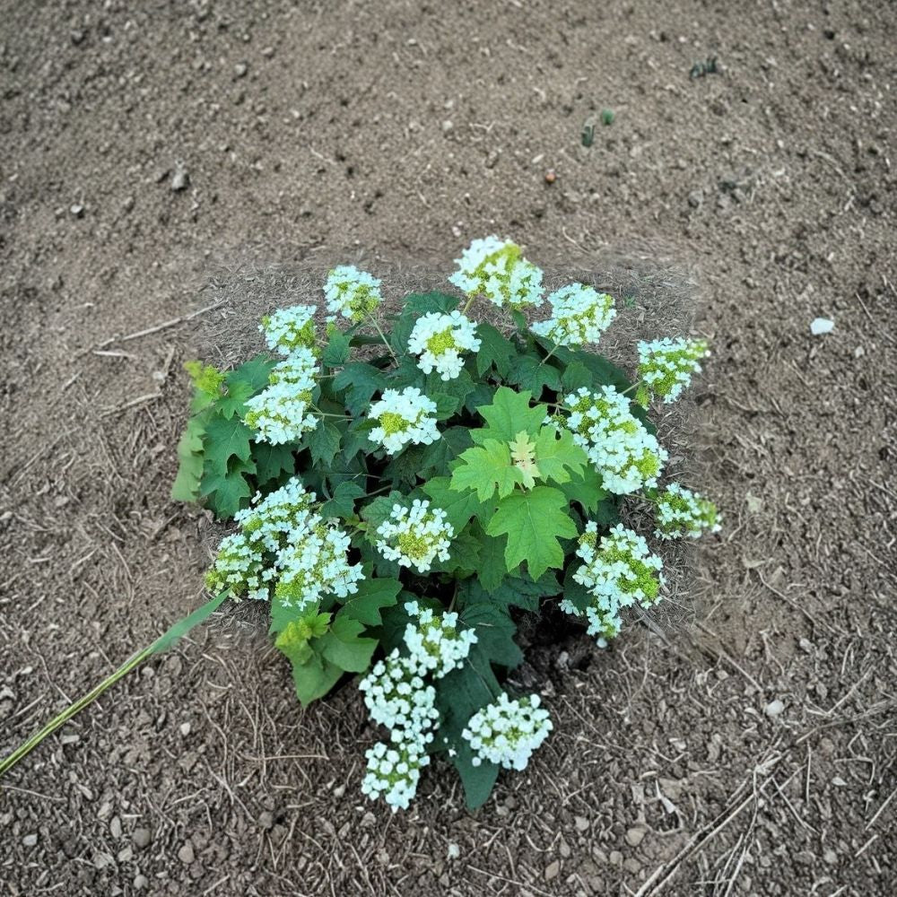 Pee Wee Dwarf Oakleaf Hydrangea Live Plant | 1 Pint Grow Bag | Compact Flowering Shrub | Garden & Landscape Friendly