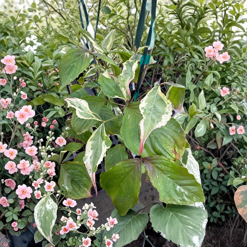 Cornus kousa 'Summer Games' – Chinese Dogwood Live Plant | 12 Inches Tall | 1 Year Graft | Multicolor Variegated Foliage | Rare Ornamental Tree
