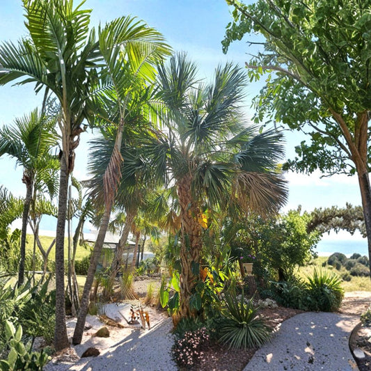Texas Sabal Palmetto Palm – Sabal mexicana Live Seedlings | 10–14 Inches Tall | Set of 2 Bare Root Plants | Hardy Tropical Palm | Easy to Grow