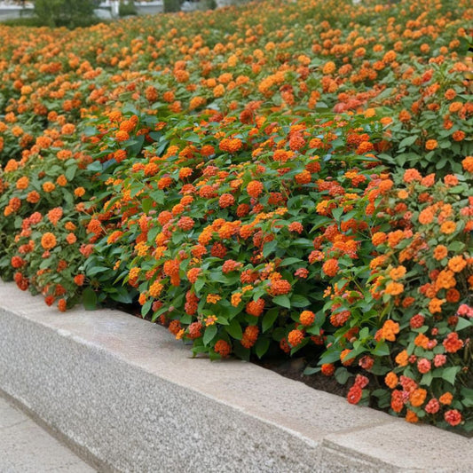 Lantana Tangerine Live Plants – Set of 2 | 4–6" Starter Plants | Lantana camara | Tangerine Orange Flowers | No Pot