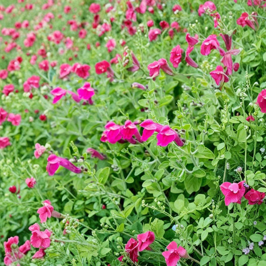 Pink Skullcap – Live Scutellaria suffrutescens Plant | Fully Rooted 1 Gallon Nursery Pot | Pink Snapdragon-Like Flowers | Drought Tolerant Perennial