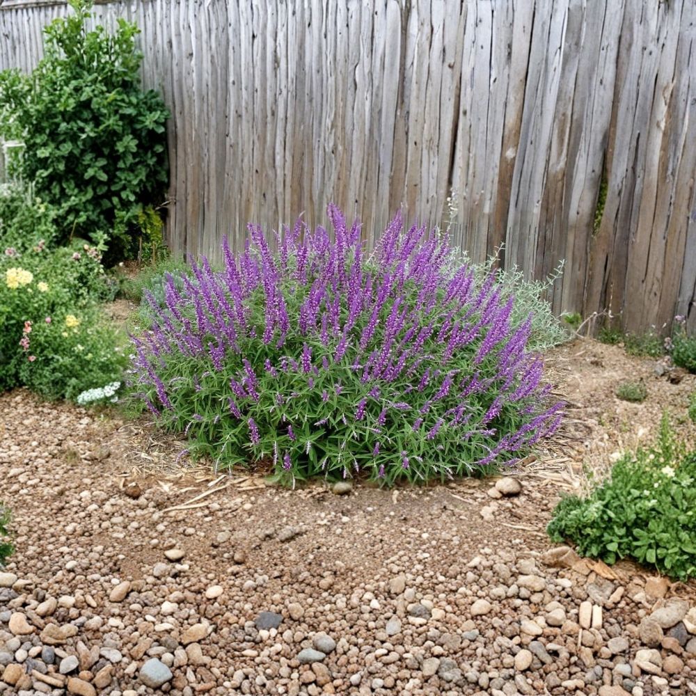Mexican Bush Sage – Live 1 Gallon Plant | Fully Rooted Salvia | 3–4 ft Mature Size | Butterfly & Hummingbird Garden Plant | Zones 8–10