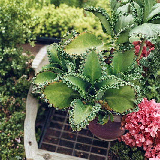 Mother of Thousands Succulent – Kalanchoe daigremontiana Live Plant | 2 Inch Pot | Easy-Care Houseplant