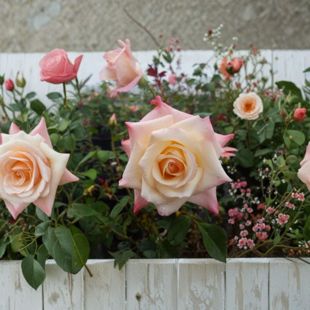 Peace Rose – Rosa Hybrid Tea Live Plant | 1 Gallon Size | Includes Healthy Root System | Garden & Landscape Friendly | Yellow Pink Blend Blooms