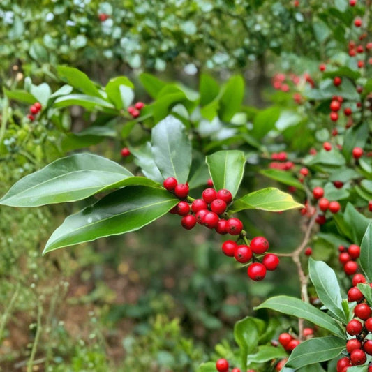 2 Live Yerba Mate Plants – Ilex paraguariensis | 4–6 Inch Starter Plants | Evergreen Tea Plant | Edible Garden Plant | No Pot