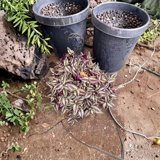 Tradescantia Zebrina Purple Wandering Jew – 10 Live Unrooted Cuttings | Approximately 5 Inches Long | Fast Growing Trailing Houseplant