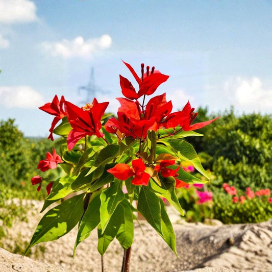 Flame Bougainvillea Live Plants – 2 Starter Plants | 4–6 Inches Tall | Vibrant Red Bracts | Drought Tolerant | No Pot