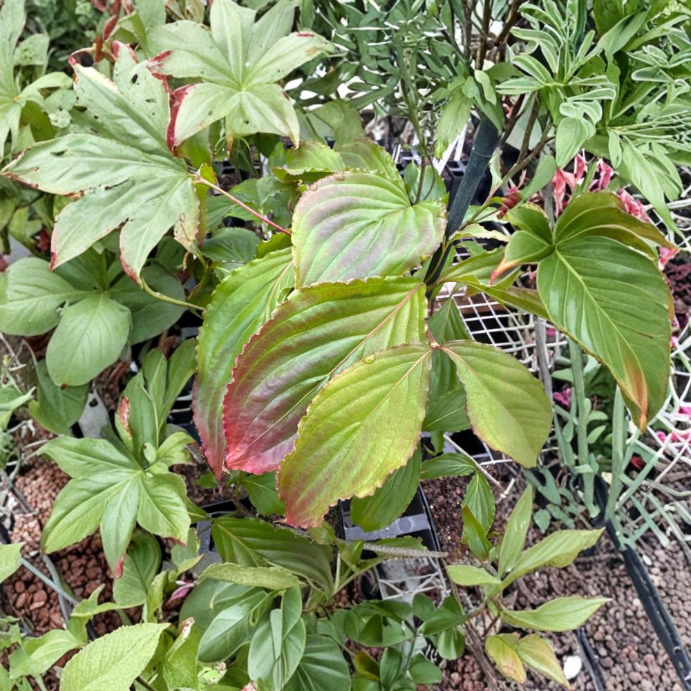 Cornus florida 'Beni Fuji' – Dogwood Tree Live Plant | 12 Inches Tall | 1 Year Graft | Ornamental Flowering Tree | Landscape Specimen