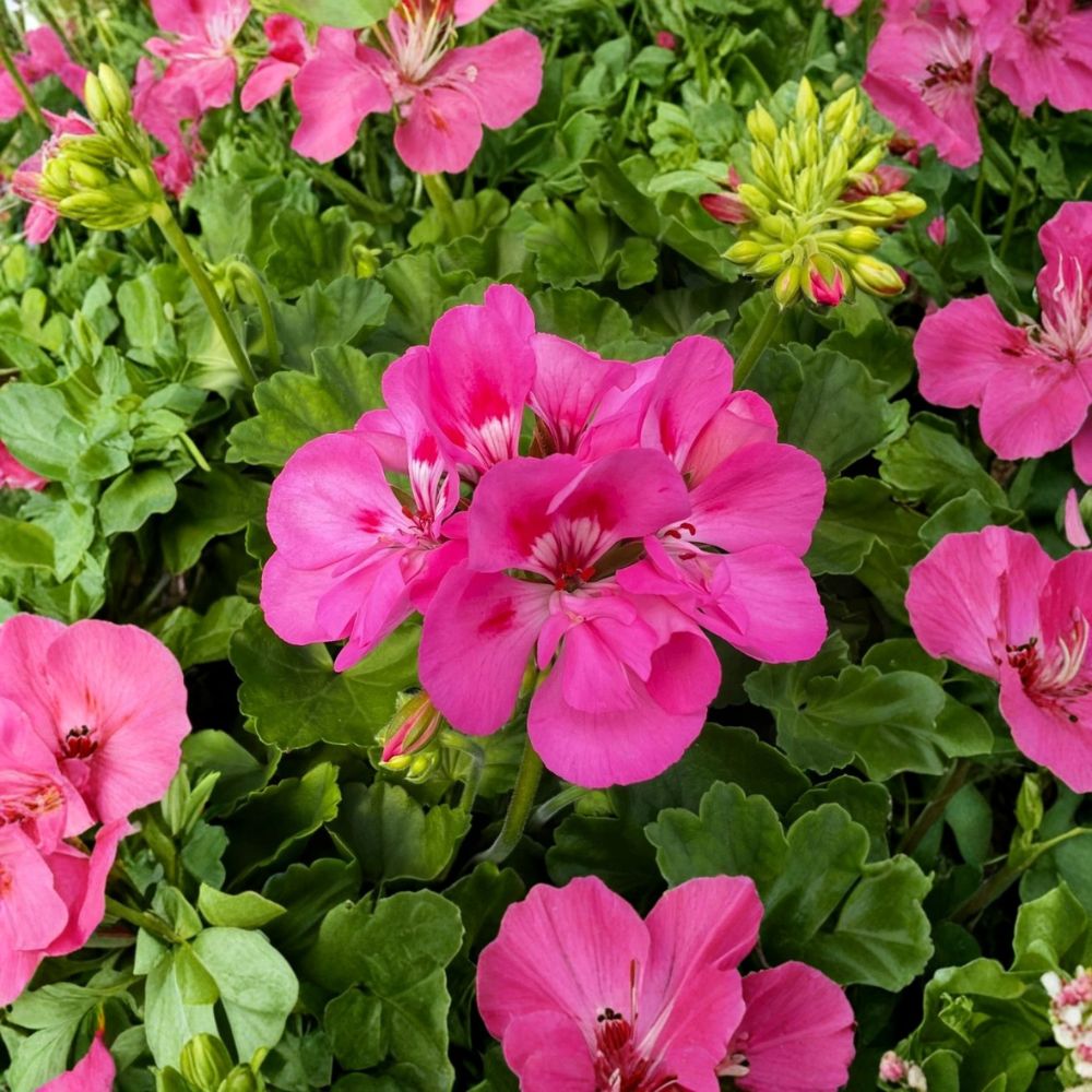 Live Pink Geranium Plant | 3–4 Inches Tall | Ships Without Pot | Easy Care Flowering Plant | Garden & Patio Friendly