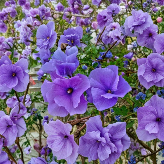 Blue Hibiscus Starter Plant – Alyogyne huegelii Live Rooted Plant | 3–4 Inch Pot | Drought-Tolerant Flowering Shrub