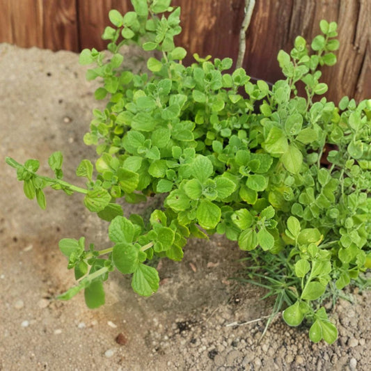 Vicks Plant Live Rooted Starter – Plectranthus tomentosa | 6–14 Inches | Fragrant Succulent Herb | Easy to Grow | No Pot