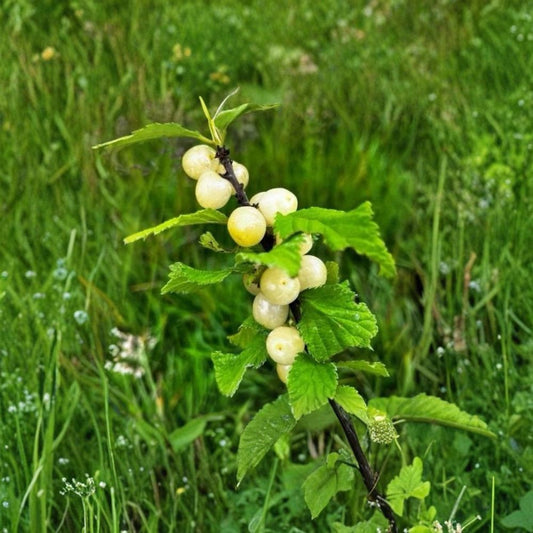 Nanking White Bush Cherry – Live Prunus tomentosa Plant | 12–18 Inch Cherry Bush | Cold Hardy Fruit Plant | Zones 2–7 | Bare Root