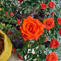 Marina Everblooming Floribunda Rose – Salmon Orange Live Bush Plant | 3 Gallon Size | Includes Root Ball Wrapping | Continuous Flowering Rose Shrub | Garden Favorite