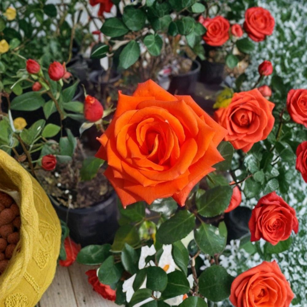 Marina Everblooming Floribunda Rose – Salmon Orange Live Bush Plant | 3 Gallon Size | Includes Root Ball Wrapping | Continuous Flowering Rose Shrub | Garden Favorite