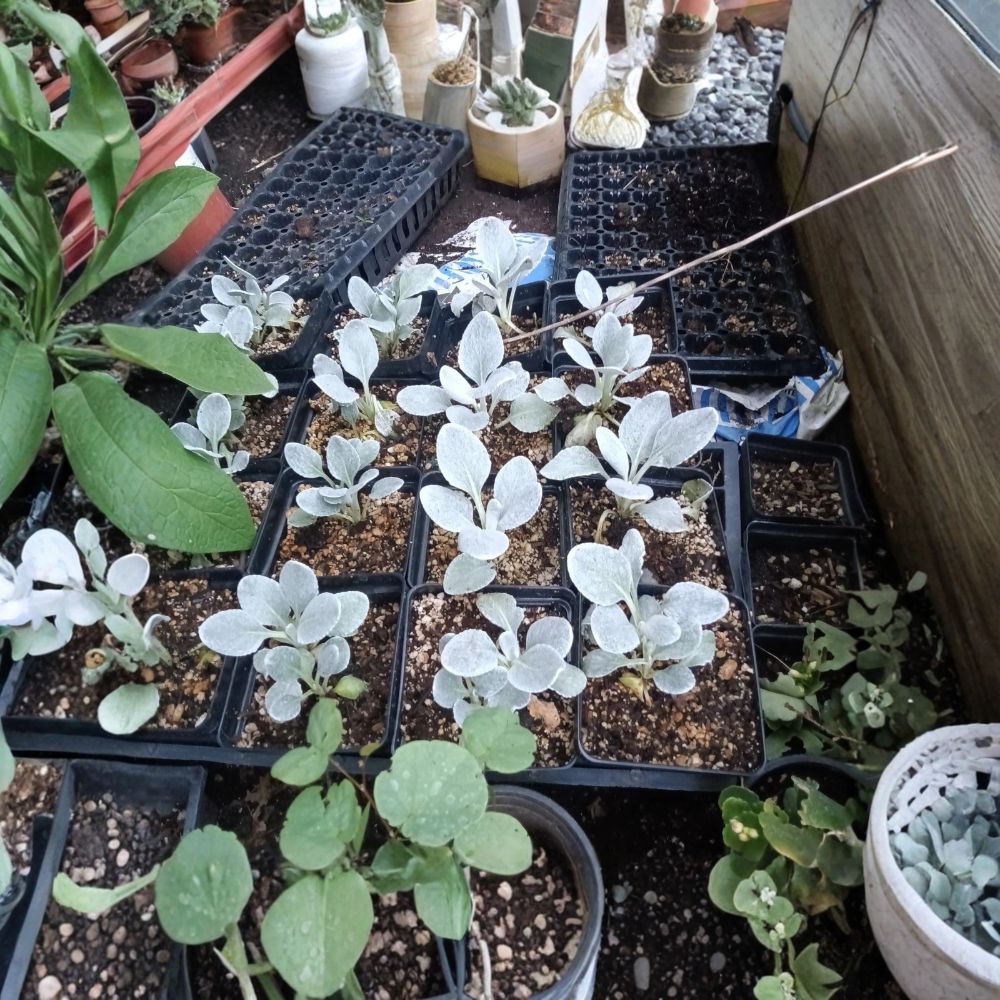 Senecio ‘Angel Wings’ Live Plants – 2 Young Silver Foliage Plants | 4 Inch Pots | Velvety Silver Leaves | Drought Tolerant Ornamental | Container & Garden Plant