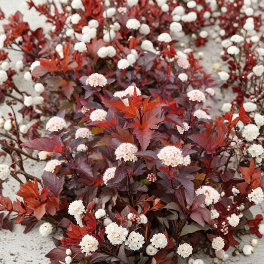 Red Ninebark Live Plant – Physocarpus opulifolius | 8–10 Inch Tall | 3 Inch Pot | Red Reddish-Purple Foliage | Deciduous Flowering Shrub | Landscape Accent