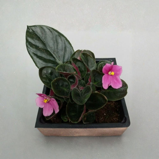 Pink African Violet Live Plant – 2" Mini Pot | Saintpaulia Starter Plant | Pink Flowering Houseplant | Terrarium & Fairy Garden