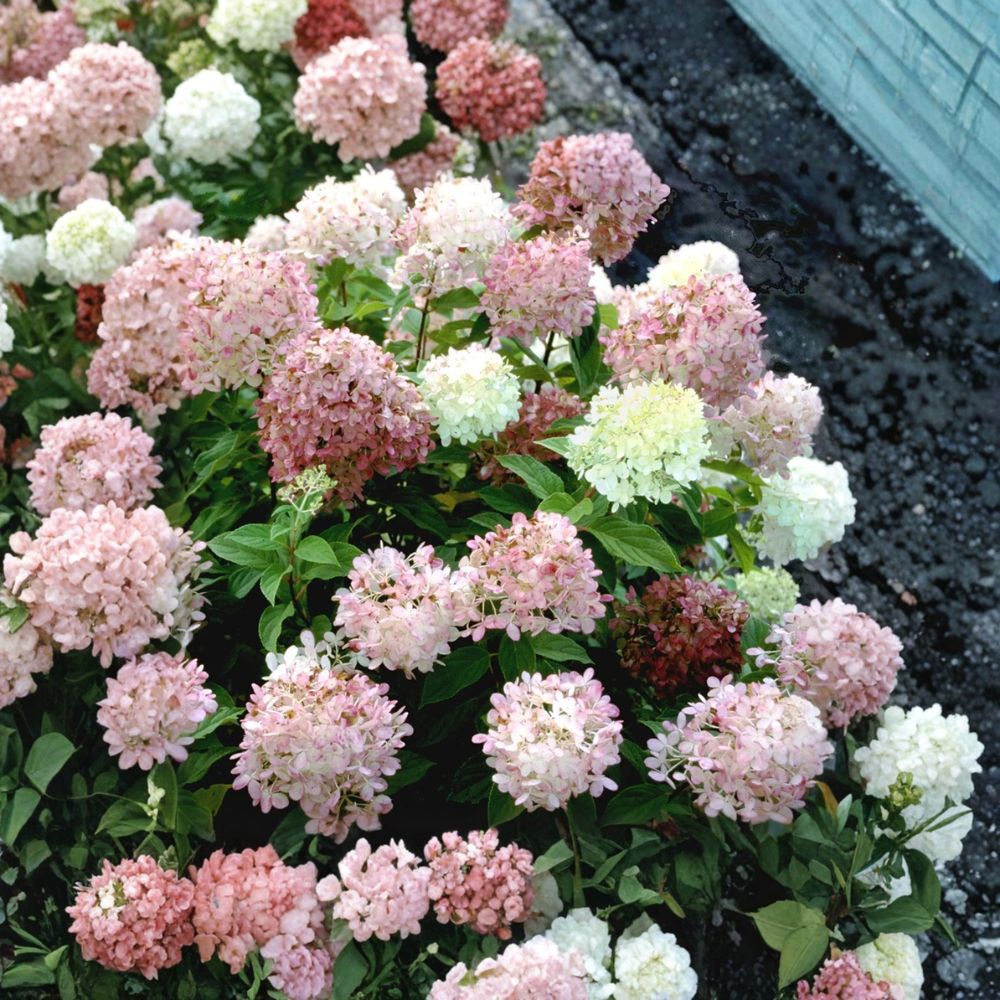 Set of 2 Limelight Hydrangea Live Starter Plants – 8+ Inches Tall | Ships Bare Root | Panicle Hydrangea | Cold Hardy | Easy to Grow