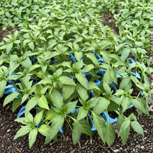 Poblano Ancho Pepper Live Plants – 3 Pack | 75+ Day Old Established Plants | Mild Pepper Plant | 4 x 3 Inch Pods | Organic Grown