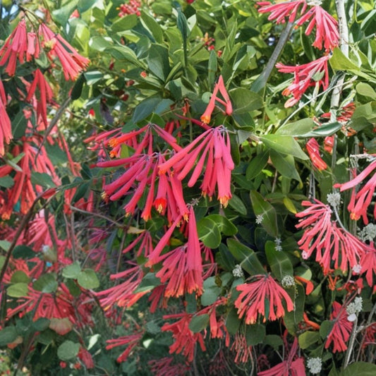 Lonicera Honey Coral Live Plant – Native Coral Honeysuckle | Lonicera sempervirens 'Honey Coral' | Starter Plant in 2.5" Pot | Hummingbird & Butterfly Vine