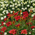Hemerocallis 'Chicago Apache' Daylily – 3 Bare Root Plants | Grade #1 Roots | Scarlet Red Blooms | Sunfast Perennial Flower | Hardy Garden Favorite
