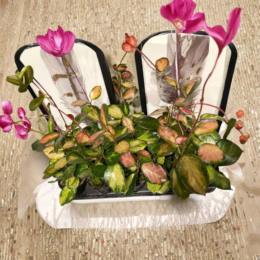 Hoya Australis ‘Lisa’ Variegated Live Plant – 4 Inch Pot | Colorful Pink Cream Green Foliage | Rare Hoya Houseplant | Wax Plant