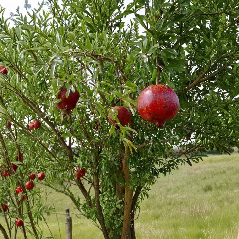 Wonderful Pomegranate – Punica granatum Live Plant | 6–8 Inches Tall | 2.5 Inch Nursery Pot | Fruit Tree Starter | Easy to Grow