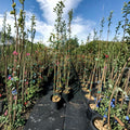 Robinson Flowering Crabapple Tree – Malus 'Robinson' Live Tree | 4–6 Feet Tall | Ornamental Landscape Tree | Vibrant Pink Spring Blooms