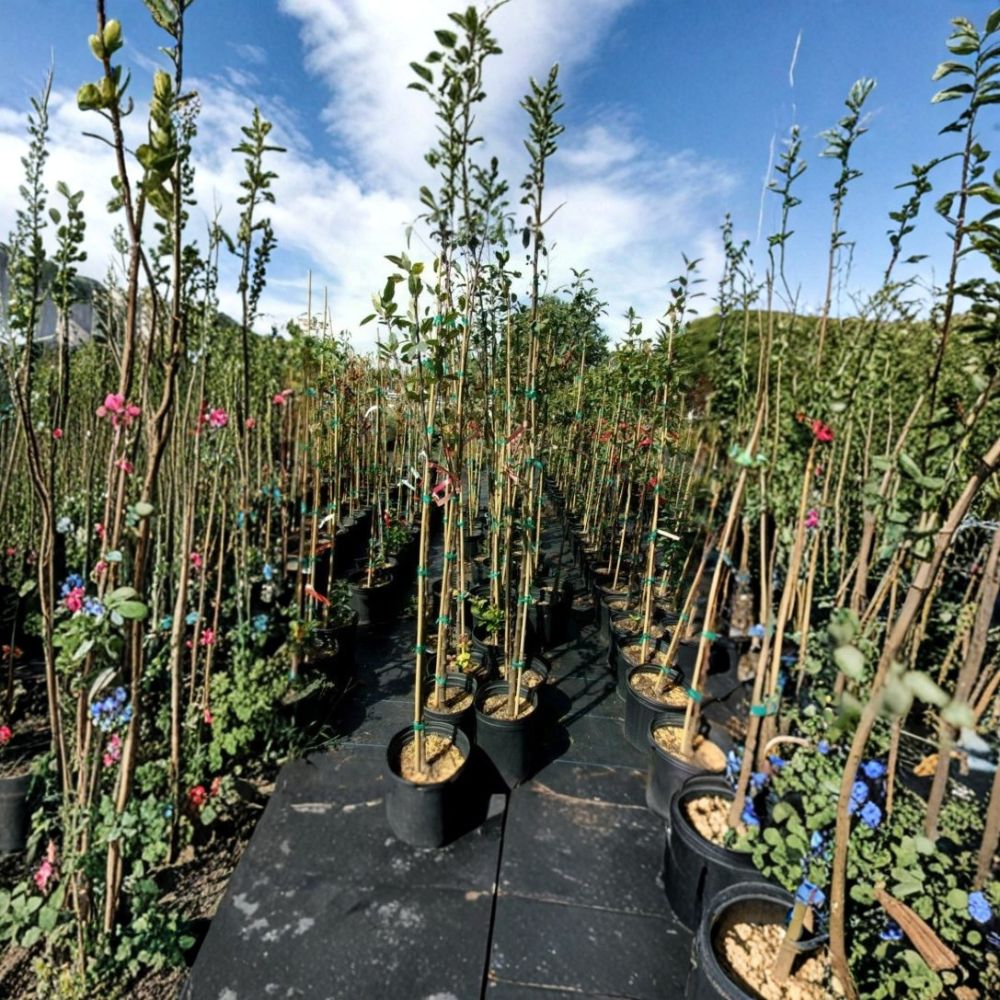 Robinson Flowering Crabapple Tree – Malus 'Robinson' Live Tree | 4–6 Feet Tall | Ornamental Landscape Tree | Vibrant Pink Spring Blooms