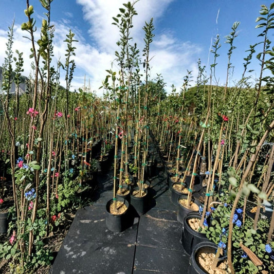 Robinson Flowering Crabapple Tree – Malus 'Robinson' Live Tree | 4–6 Feet Tall | Ornamental Landscape Tree | Vibrant Pink Spring Blooms