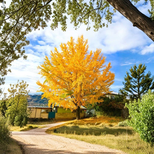 Ginkgo Tree – Live Ginkgo biloba Plant | Quart Pot | Deciduous Ornamental Tree | Fan-Shaped Foliage | Golden Fall Color | Zones 3–8