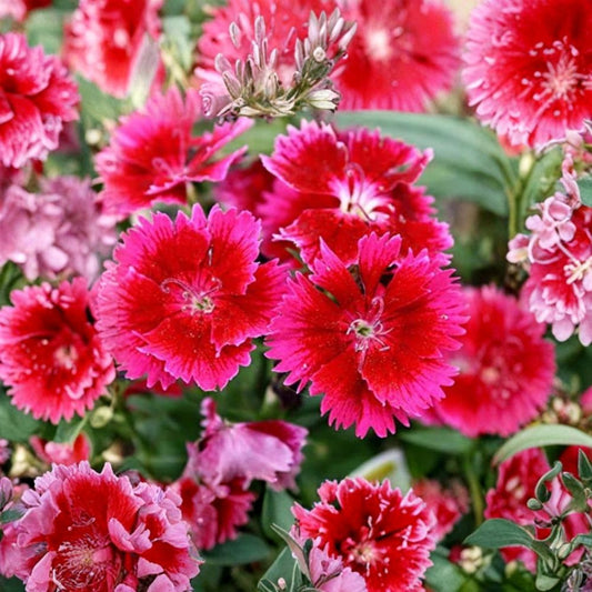 Live Dianthus Plant – Pink Red Flowers | 4–8 Inches Tall | 1 Pint Pot | Flowering Perennial | Garden & Container Plant | Zones 4–9