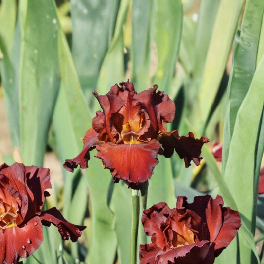 Lest We Forget Bearded Iris – 3 Pack #1 Grade Rhizomes | Reblooming Red Iris | Perennial Flower Bulbs