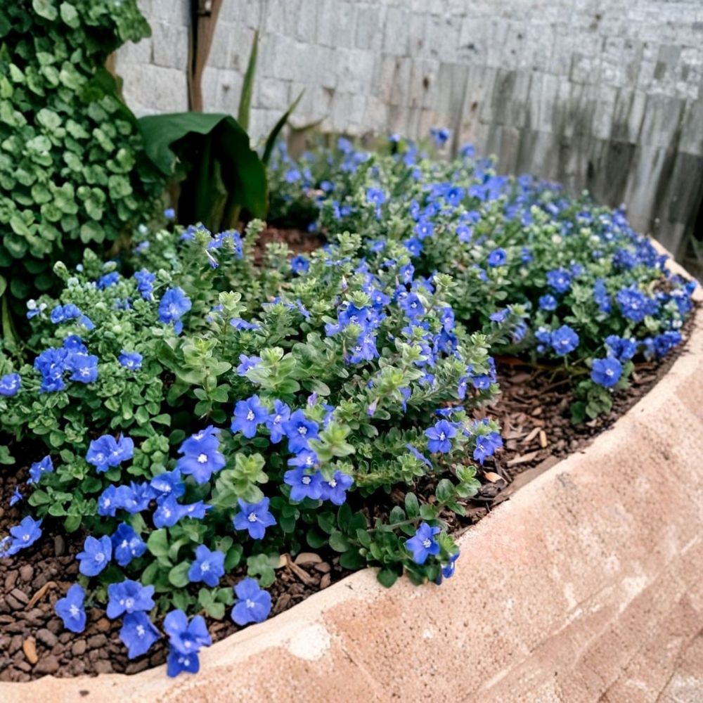 Evolvulus Blue Daze – 2 Live Starter Plants | 3–6 Inches Tall | Drought-Tolerant Ground Cover | Flowering Landscape Plant