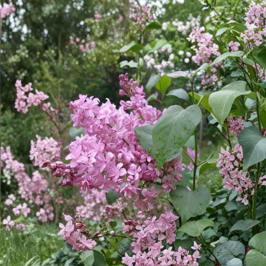 Edward J. Gardner Pink Lilac Live Plant – Syringa vulgaris 'Edward J. Gardner' | Starter Plant | Double Pink Blooms | Fragrant Shrub | No Pot