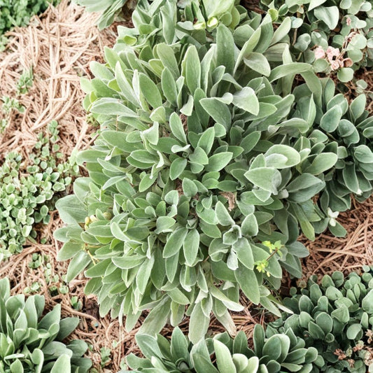 Lamb's Ear – Stachys byzantina Live Bare Root Plants | 10 Rooted Starter Plants | Perennial Ground Cover | Soft Silver Foliage | Easy to Grow