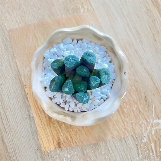Haworthia maughanii Live Succulent Plant – Bare Root | Easy Care Indoor Plant | Rare Window Haworthia | Low Maintenance Succulent | Plant Collector Gift