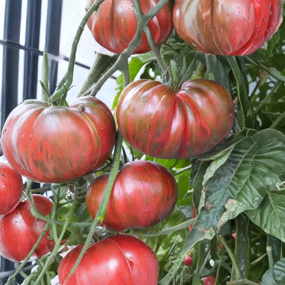 Pink Berkeley Tie-Dye Tomato – Solanum lycopersicum Seeds | 50 Organically Grown Seeds | Wild Boar Farms Heirloom Variety | Garden & Container Friendly | Easy to Grow
