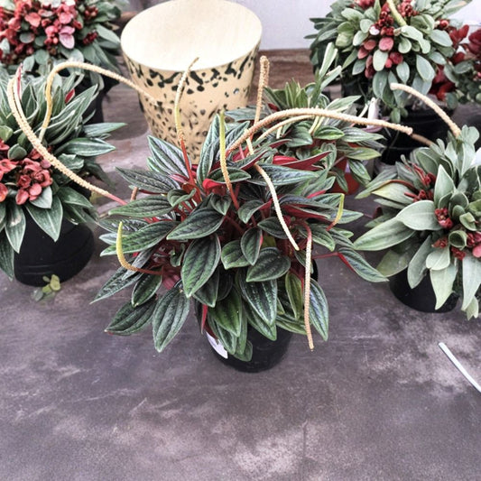Peperomia Rosso – 4 Inch Potted Live Plant | Emerald Ripple Peperomia | Red Underside Foliage | Tropical Houseplant | Easy Care Indoor Plant