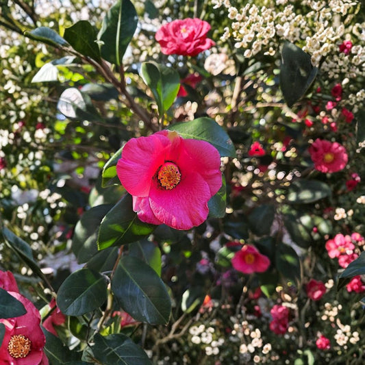 Crimson Candles Camellia Plant – Live Camellia Hybrid | 2.5 Quart Size | Evergreen Flowering Shrub | Rose-Pink Blooms | Garden Hedge & Container Plant