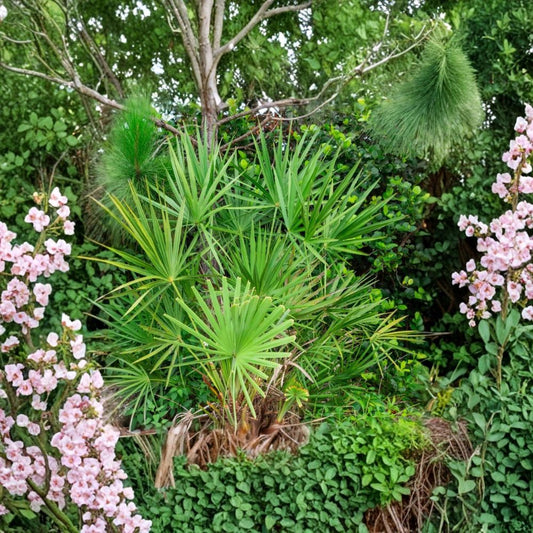 Saw Palmetto Live Plant – Serenoa repens | 3 Gallon Container | 18–24 Inch Ornamental Palm | Tropical Landscape Plant | Drought Tolerant