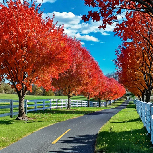 Autumn Blaze Maple Tree – Live Acer ‘Autumn Blaze’ | 1–2 Foot Tree in Quart Pot | Fast Growing Maple | Brilliant Red Orange Fall Color | Zones 3–8