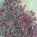 Dusky Maiden Smoke Tree – Live Burgundy Foliage Shrub | 4 Inch Pot Plant | Cotinus coggygria | Colorful Landscape Accent
