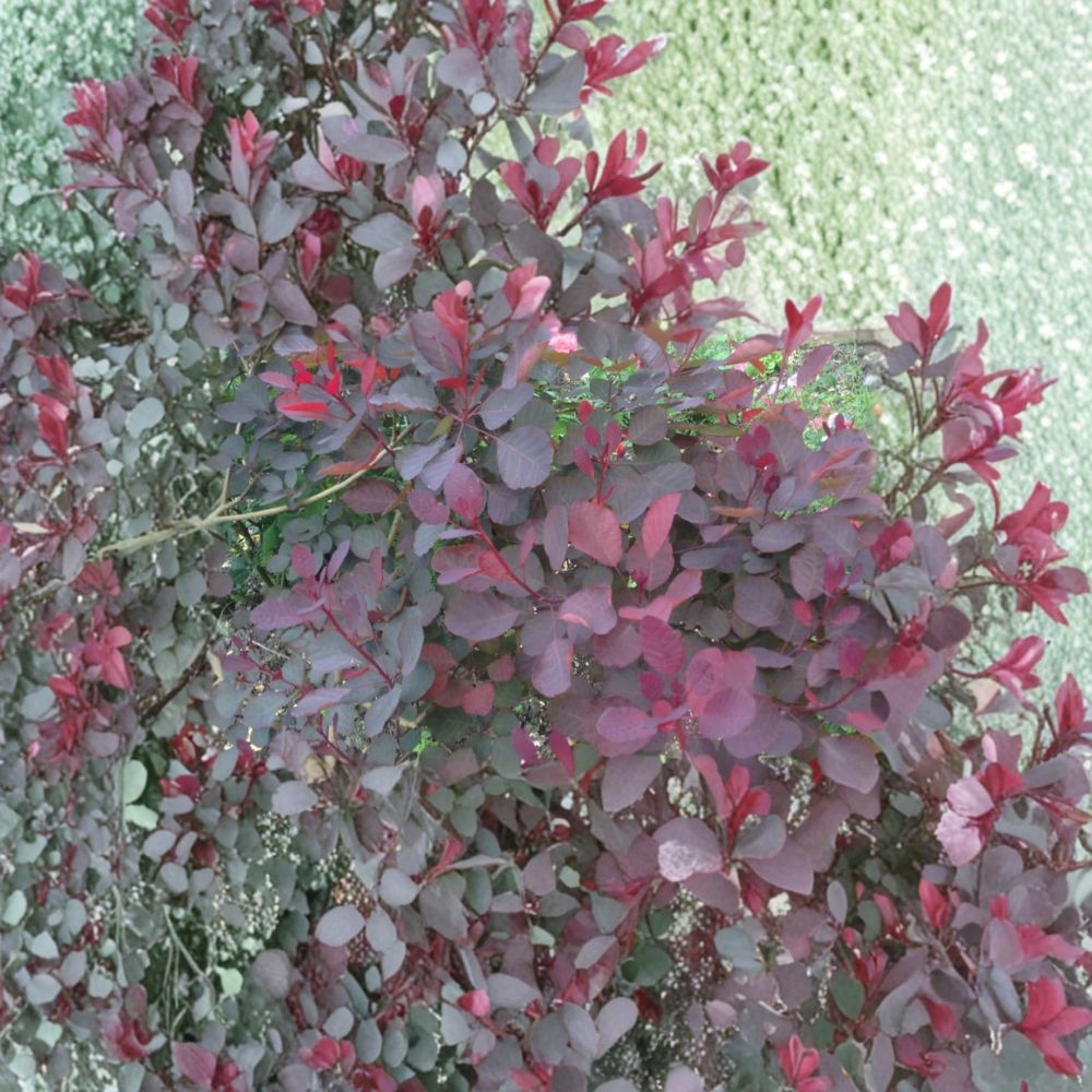 Dusky Maiden Smoke Tree – Live Burgundy Foliage Shrub | 4 Inch Pot Plant | Cotinus coggygria | Colorful Landscape Accent