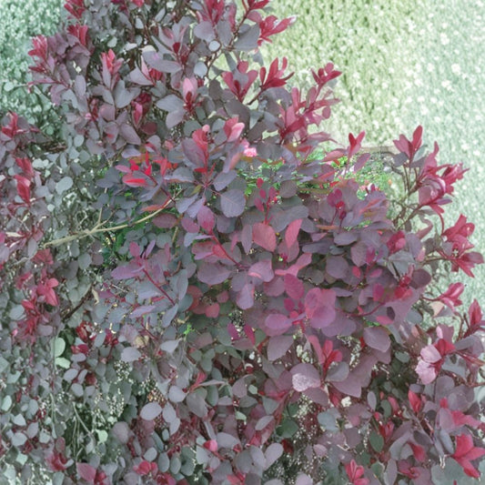 Dusky Maiden Smoke Tree – Live Burgundy Foliage Shrub | 4 Inch Pot Plant | Cotinus coggygria | Colorful Landscape Accent