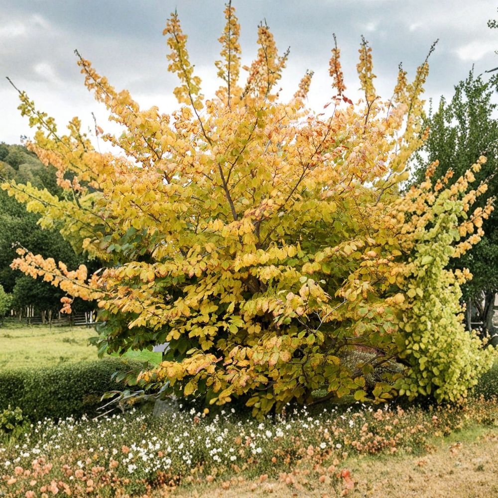 Hamamelis mollis 'Goldcrest' – Witch Hazel Live Plant | 10 Inches Tall | 1 Year Graft | Fragrant Golden Yellow Blooms | Winter Flowering Shrub