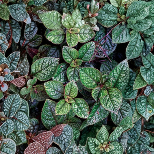 Purple Swedish Ivy Live Plant – 1 Pot with 2 Plants | Trailing Houseplant | Plectranthus | Purple Foliage | Hanging Basket Plant
