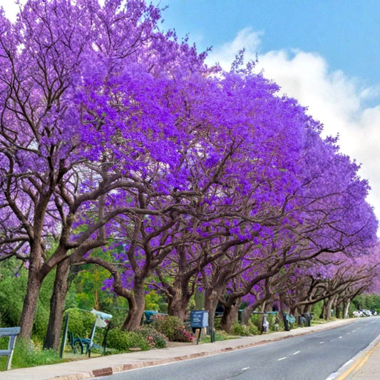 3 Live Jacaranda Mimosifolia Cuttings – 6 Inch Unrooted Cuttings | Purple Blue Flowering Tree | Jacaranda Tree | Full Sun | Tropical Ornamental